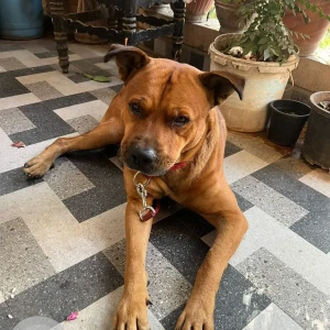 A Brown Pitbull mix Dog Found from Landewadi Bhosari MIDC