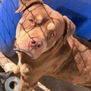 A Brown Bully Mix Dog Missing from Mineral Spring Ave./Power Rd