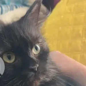 A Black Persian Cat Missing from hamed centre same building block B-2