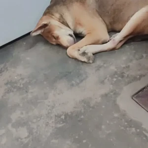 A White-Brown Mix Indie Dog Missing from Kalkaji, New Delhi-2