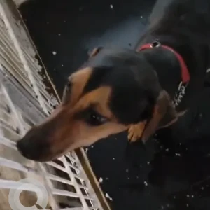 A Black and Brown Indie Dog Found from Marve Road, Malad West