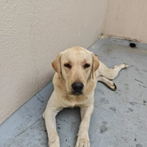 A White Labrador Retriever Dog Found from Navodaya Nagar, J.P. Nagar 8th Phase-2