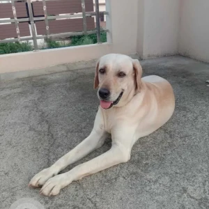 A White Labrador Dog Missing from Alamathi, Chennai-2
