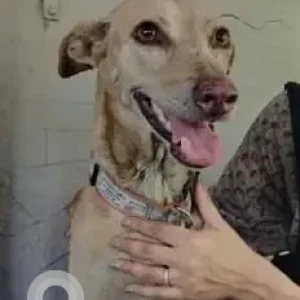 A White-Brown Mix Indie Dog Missing from Mumbai-2