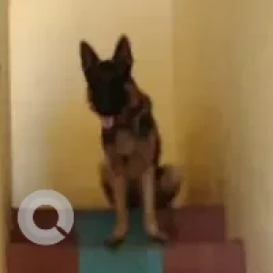 A Black and Brown German Shepherd Dog Missing from Ramnagar Chowrasta