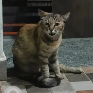A Black and Brown Indie Cat Found from Jayanagar, Bengaluru