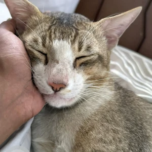 A White-Brown Mix Oriental short hair Cat Missing from Asiad colony park