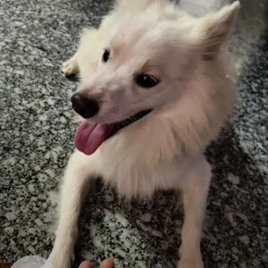 A White Pomeranian Dog Found from Udaipur