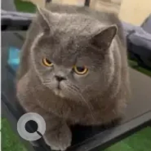A Grey British Shorthair Cat Missing from Compound 22,  Street 29, Kialifa A