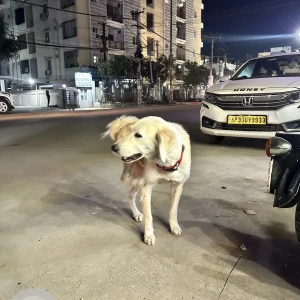 A White Indie Dog Found from Kondapur near Burman Bikes-3