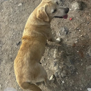 A White-Brown Mix Labrador Dog Found from Kovilambakkam, Chennai-2