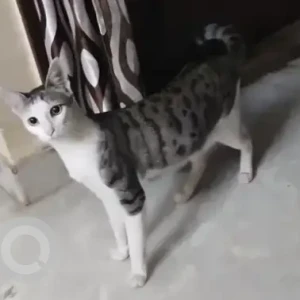 A White and Grey Calico Cat Missing from Nandini Layout, Bengaluru