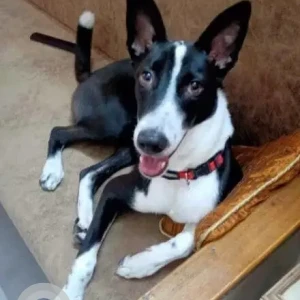A Black and White Indie Dog Missing from Azadpur Mandi