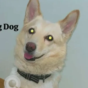 A White Indie Dog Missing from Utrathiya, Zirakpur