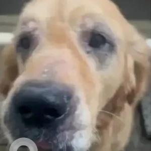 A Black and Brown Golden Retriever Dog Missing from Bengaluru