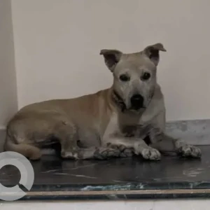 A White-Brown Mix Indie Dog Found from Sarvapriya Vihar, New Delhi