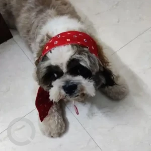 A White-Brown Mix Shih Tzu Dog Missing from Subhodaya Colony,opp Ambar Cheruvu Lake, Aditya Nagar