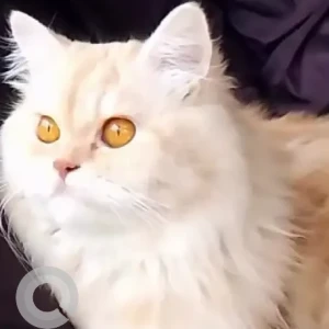 A White-Brown Mix Persian Cat Missing from Begur Bommanahalli