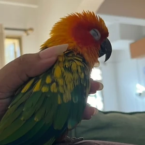 A Orange Sun Conure Bird Missing from Kaikondrahalli, Belandur-2