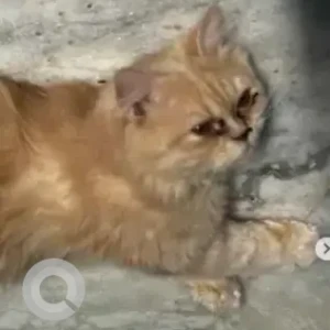 A Light Brown Persian Cat Missing from Arekare gate