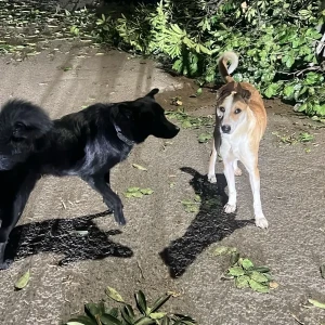 A White-Brown Mix Indie Dog Found from Lajpat Nagar-4