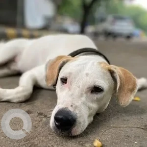 A White-Brown Mix Indie Dog Missing from Windsor Place, New Delhi