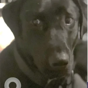 A Black Labrador Retriever Dog Missing from Columbian St/Forest St