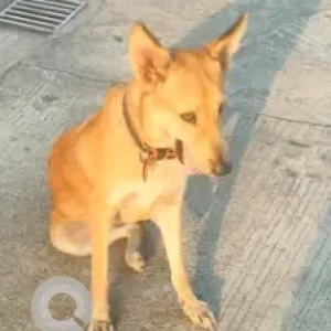 A Brown Indie Dog Missing from Adarsh Public School