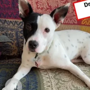 A Black and White Terrier Mix Dog Missing from Area of Mirick Rd/E Princeton Rd. Near: Crashes Field