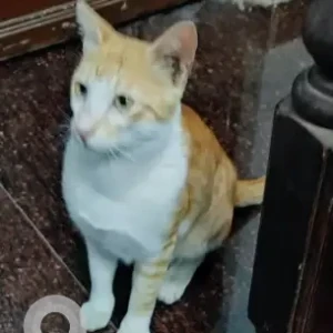 A Orange Ginger cat Cat Found from Koramangala