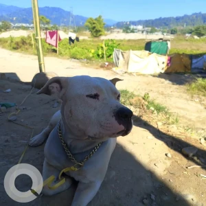 A White Pitbull mix Dog Found from Doimukh