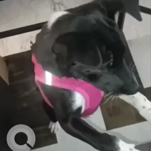 Female Indie Dog Adoption for Adoption in Delhi