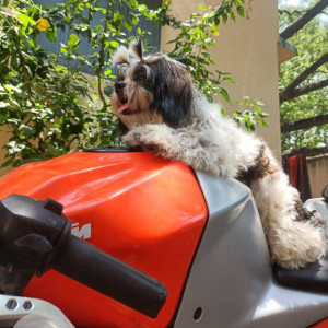 A Black and White Shih Tzu Dog Missing from K. K. Nagar, Chennai-2