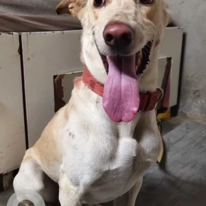 A White-Brown Mix Indie Dog Found from Noida
