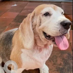 A White-Brown Mix Beagle Dog Missing from 5th block Jayanagar