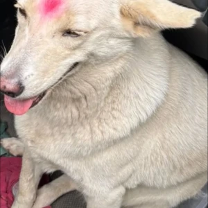 A White Pomeranian-Indie mix Dog Missing from BEML Layout Lake-4