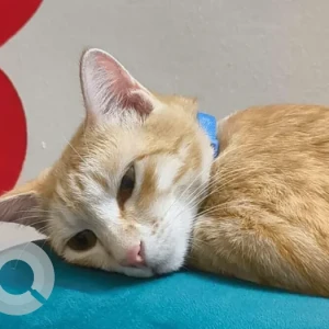 A White-Brown Mix Indie Cat Missing from Koramangala 8th block-4