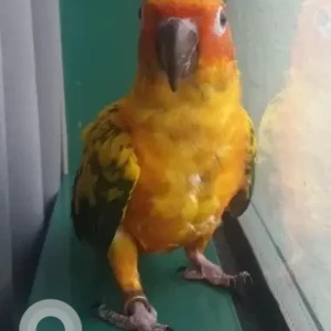 A Other Sun Conure Bird Missing from Ras Al Khor