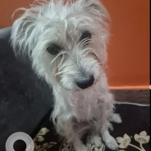 A White Jack Russell Terrier Dog Found from Deepthi nagar, Kothnur
