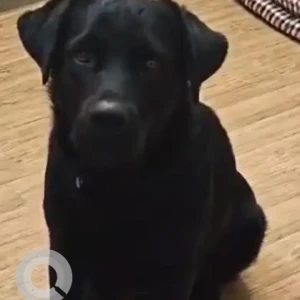 A Black Labrador Dog Found from Vasant Kunj