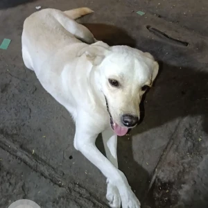 A Grey-White Mix Indie Dog Found from Parel village-2