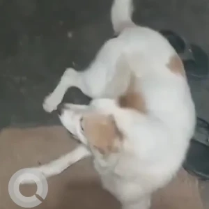 A White-Brown Mix Indie Dog Found from Hoysala Nagar, TC palya road, Parallel to Ramamurthy Nagar-2