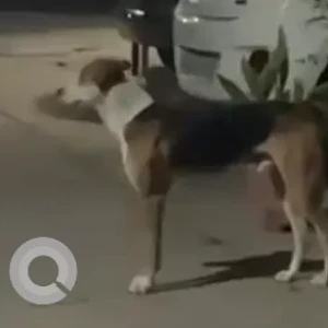 A White-Brown Mix Indie Dog Found from RPS Savana