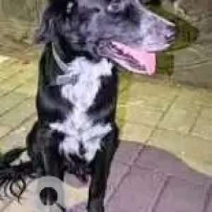A Black and White Indie Dog Missing from Subhash Nagar Colony, Shukrawar Peth-2