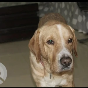 A White-Brown Mix Labrador Dog Missing from Kavi Nagar, Ghaziabad-2