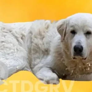 A White Great Pyreness Dog Missing from Deep River Rd