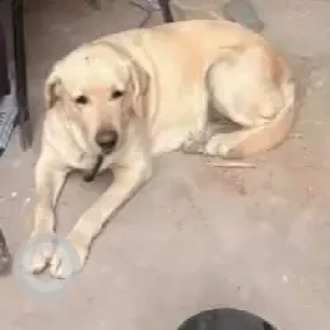 A White-Brown Mix Labrador Dog Found from Rajajinagar 5th block-2
