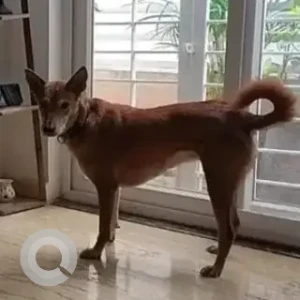 A Brown Indie Dog Missing from Antilla homes, Bangalore-2