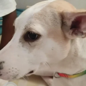 A White-Brown Mix Mongrel Dog Missing from Palavakkam, Chennai-3