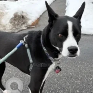 A Black and White Lab/Pit Mix Cat Missing from Dailin School